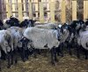 Романовские: барашки 30-50 кг и овцематки 55-60 кг живым весом