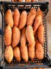 Батат свежий (Sweet Potato)