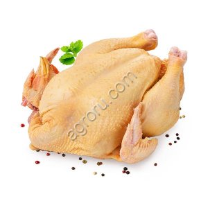 Курица