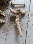 Корень хрена