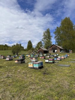 Пчелосемьи в Алтайском крае