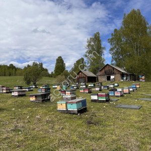 пчелосемьи (карника)