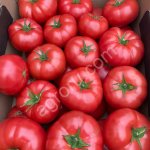 Помидоры оптом
