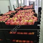 Яблоки оптом 1-2 категории