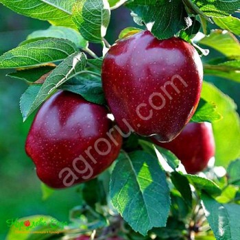 Саженцы яблони сорт Ред Делишес м9 2-летниее оптом