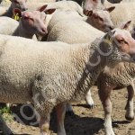 Племенные овцы Шароле Элита и Элита Рекорд