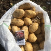 Картофель Коломбо