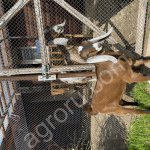 Козлик нубийский