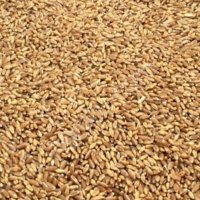 Пшеница 4 класс