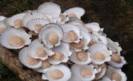 Австралия: Индустрия промысла морского гребешка на грани краха