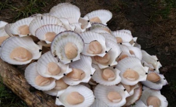 Австралия: Индустрия промысла морского гребешка на грани краха