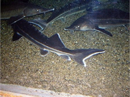 Нелегальная торговля икрой – прямая угроза популяции дунайского осетра