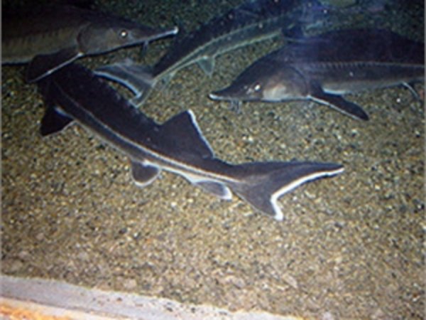 Нелегальная торговля икрой – прямая угроза популяции дунайского осетра