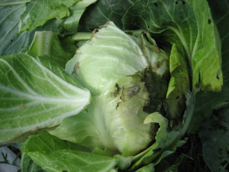 Подгнившая помощь, или Мартышкин труд