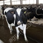 Племянное фермерское хозяйство