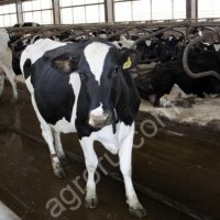 Племянное фермерское хозяйство