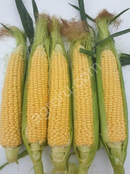 Сладкая кукуруза в початках