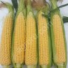 Сладкая кукуруза в початках