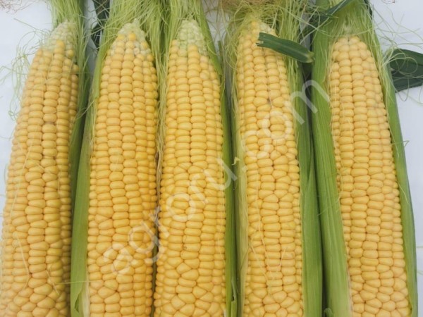 Сладкая кукуруза в початках