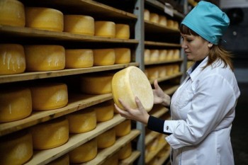 Темпы роста производства сыров в России значительно снизились