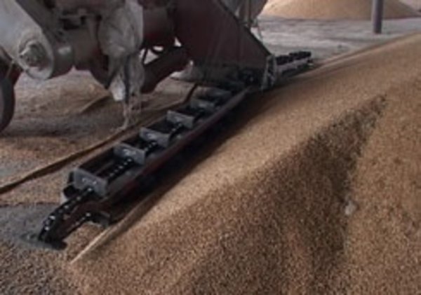 В Украине по состоянию на 9 июля собрано более 7 млн т зерна