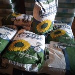 Семена подсолнечника НСХ 6008