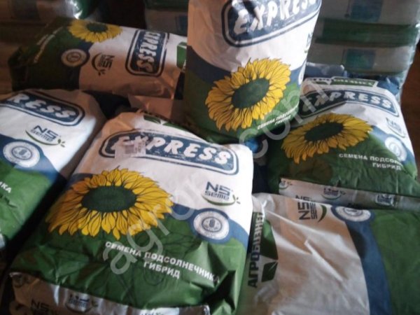 Семена подсолнечника НСХ 6008