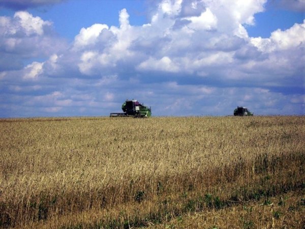 Курские земледельцы собрали первый миллион зерна нового урожая