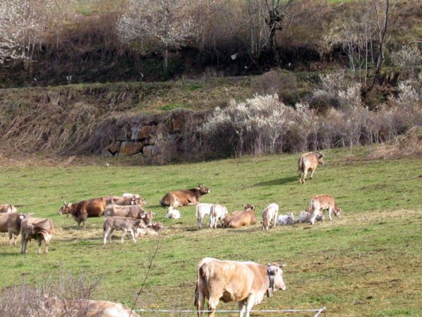 В Татарстане организуют ночной выпас скота