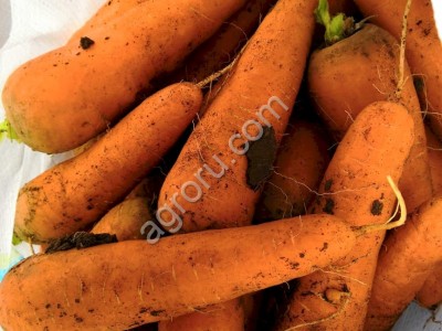 Морковь оптом от производителя
