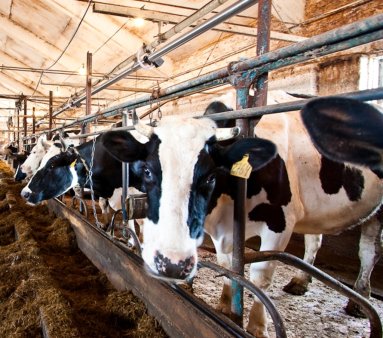 Агропромышленные комплексы Нижегородской области готовы к вступлению России в ВТО