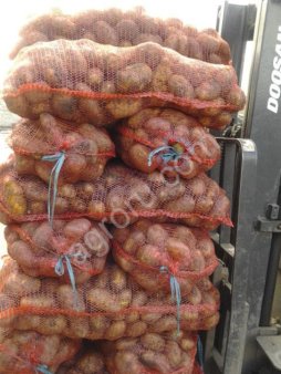 Картофель Гала и Ред Леди 2020