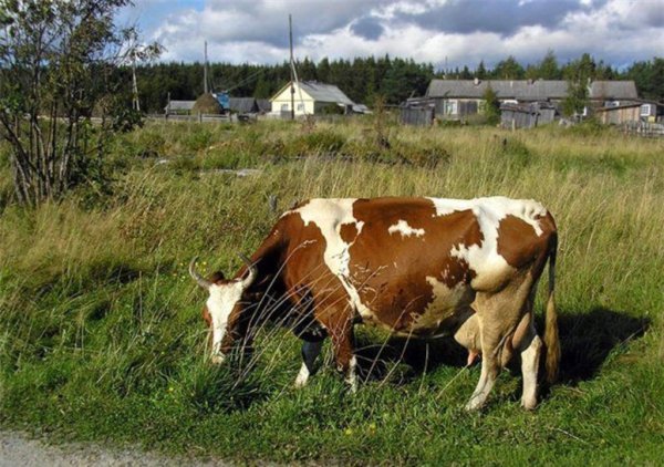 4 марта в Татарстане произведено 3031,7 тонны молока