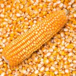 Кукуруза фуражная
