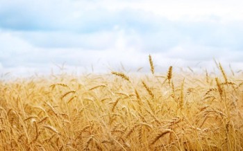 Франция: урожай мягкой пшеницы может снизиться