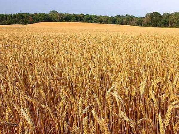 Новосибирские аграрии спустя 40 лет начнут поставлять зерно в Китай