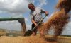 Ход уборки: на 19 августа намолочено 61,4 млн.т зерна