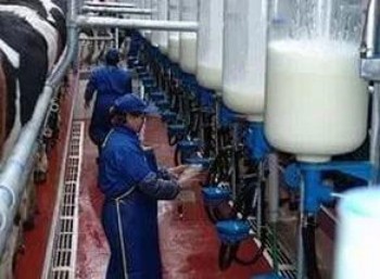 А сколько корова дает молока?