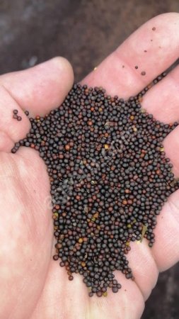 Масло Рапсовое фильтрованное, нерафинированное ГОСТ