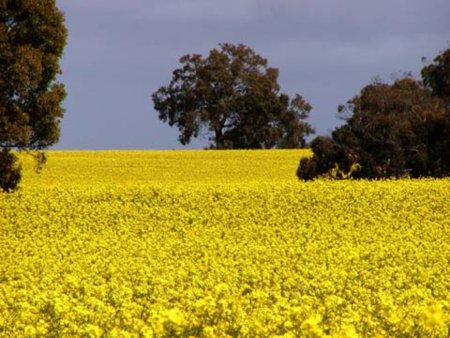 Австралия: в 2012/13 МГ производство канолы может достичь рекордных 3,3 млн. т