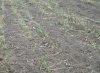 Придется пересеять 90 процентов озимых