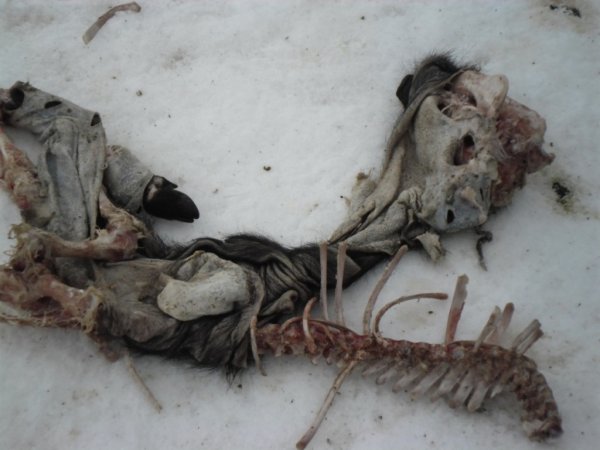 Недалеко от н.п. Бетово найдены трупы свиней