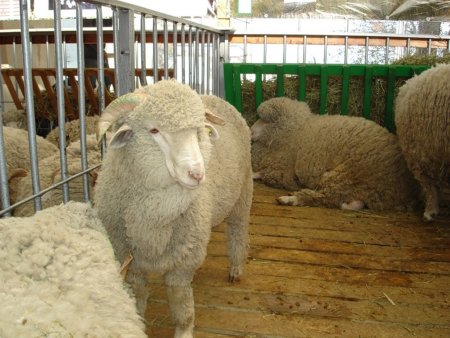 Шотландия пытается оспорить запрет США на бараньи потроха