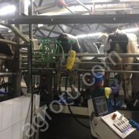 Система подготовки коровы к доению Puli-sistem.