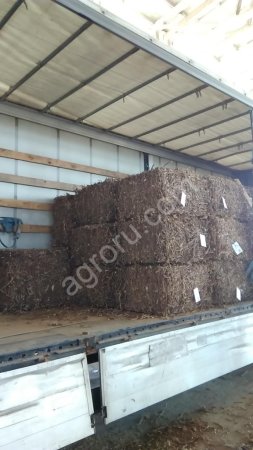 корень солодки голой