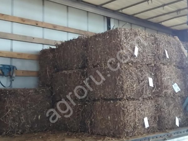 корень солодки голой