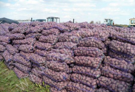 Картофель урожая 2015 года, ГОСТ 51808