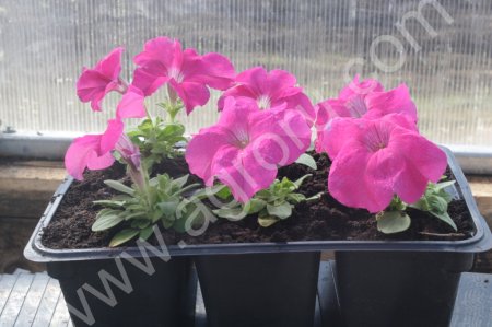 Рассада цветов