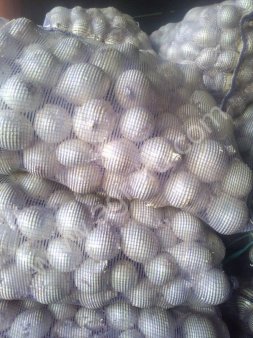 Белый лук оптом