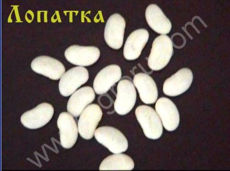 Фасоль оптом